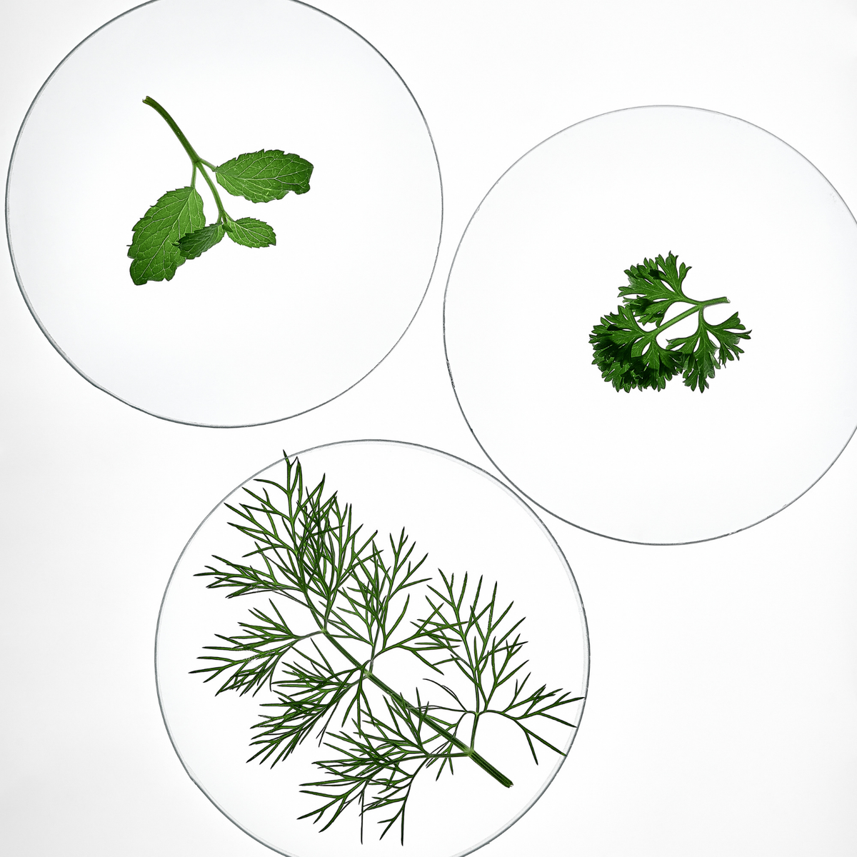 Cosmética natural y nutricosmética Bess Skin Health — filosofía inside-out